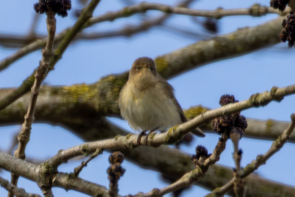 Chiffchaff image 3